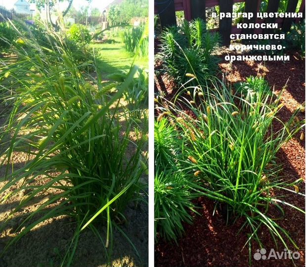 Декоративный злак