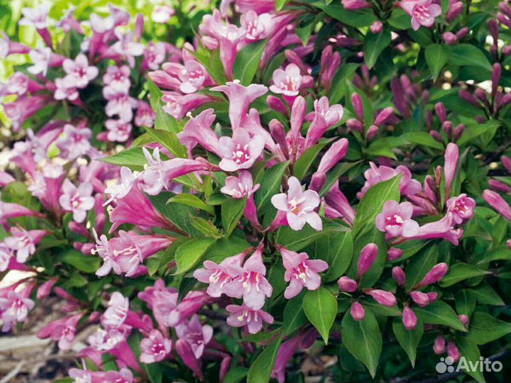 Вейгела саженец