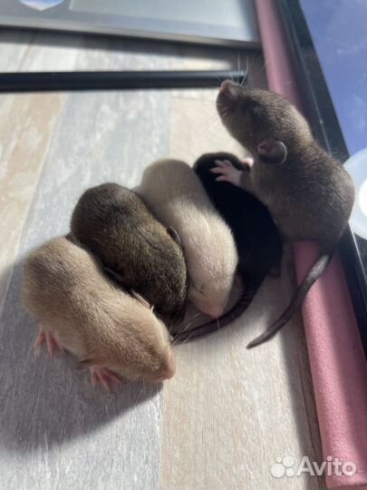 Крысята в добрые руки