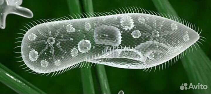 Криптоколина