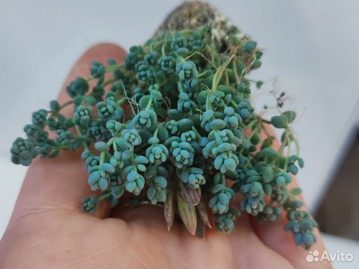 Седум очиток sedum суккуленты