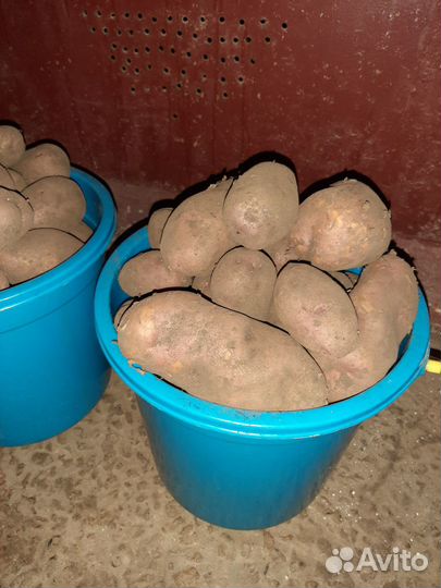 Продам картофель. Осталось 1 ведро