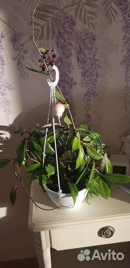 Хойя Ред буттон (ред баттон)