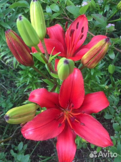 Лилии и лилейники