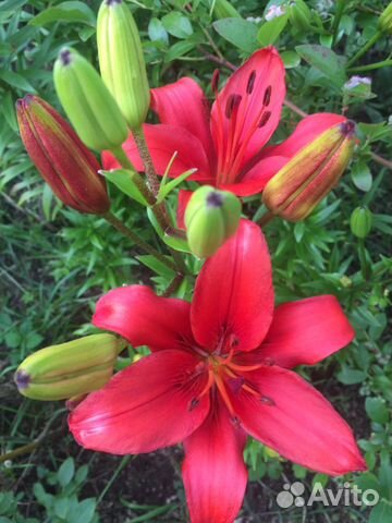 Лилии и лилейники