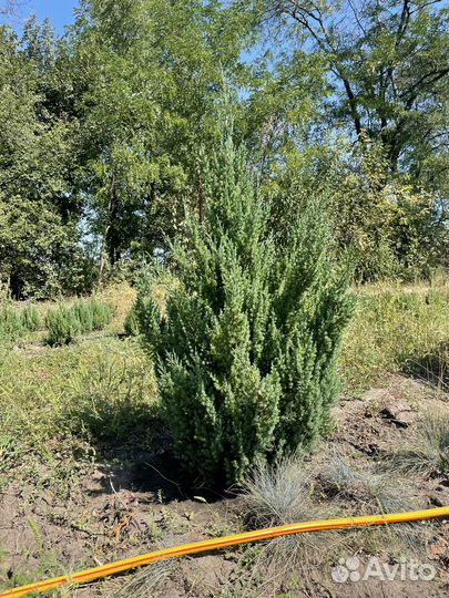 Туя смарагд можевельник Стрикта