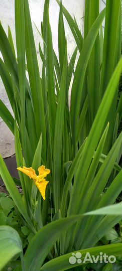 Садовые растения