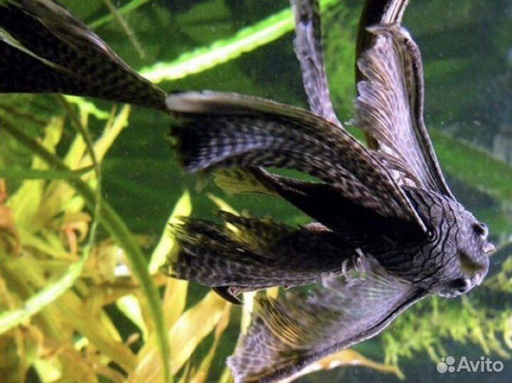 Анциструс вуалевый и обычный, моллинезия велифера