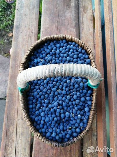 Голубика лесная ягоды