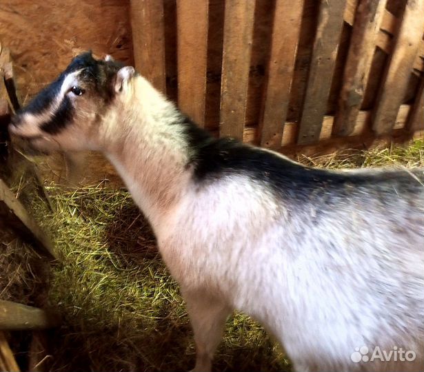 Козлики и козы Камори. Камерунские козлята