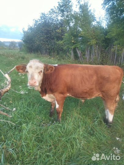 Корова бычек