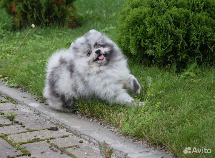 Экслюзивные редкие окрасы