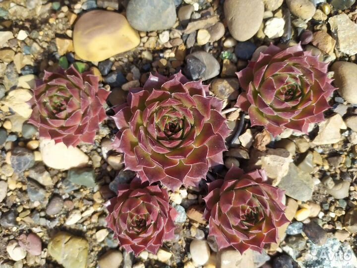 Молодило каменная роза