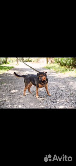 Собачка Семидалька ищет дом