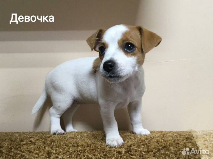 Джек Рассел терьер
