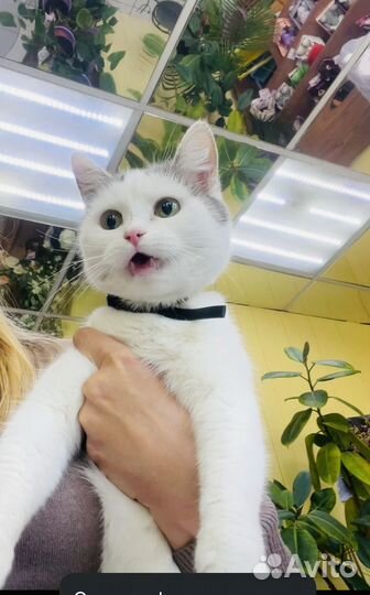 Молодая кошка бесплатно