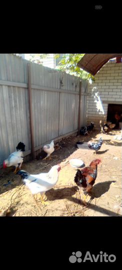 Продам птицу