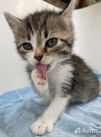 Котята в добрые руки бесплатно