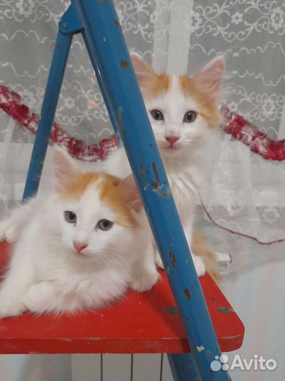 Котята в добрые руки,бронируйте