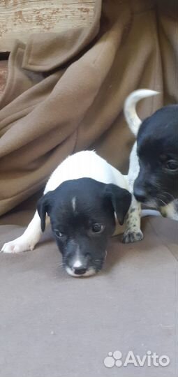 Щенки мама лабрадор