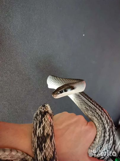 Тонкохвостый полоз