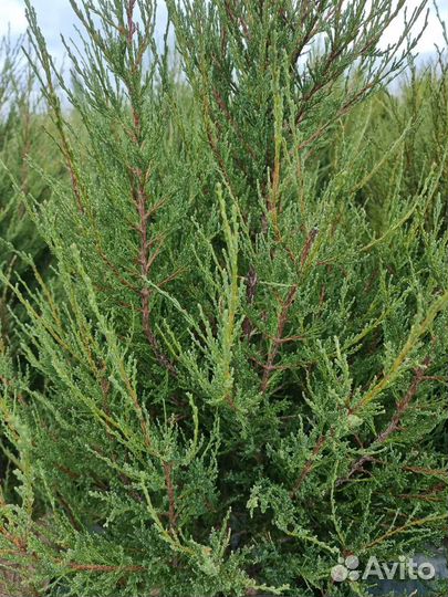 Можжевельник Блю Эроу