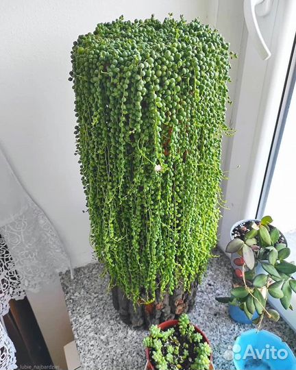 Крестовник Роули зелёный, вариегатный, Херре