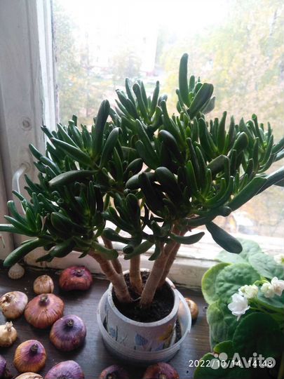 Комнатные цветы, кактусы