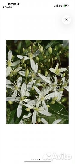 Клемантис Ломонос трехцветковый