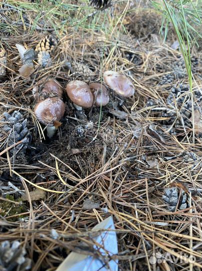 Маринованные грибы маслята