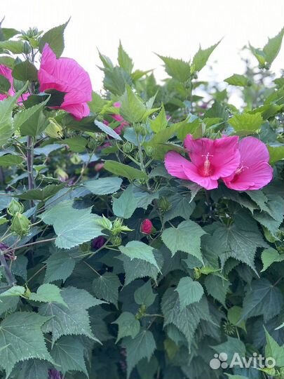 Гибискус Гигантский малиновый, зкс в горшке