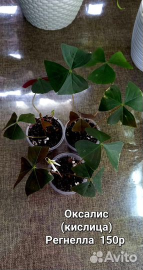 Комнатные цветы