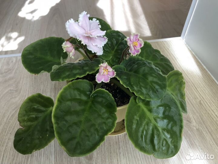 Фиалки цветущие в горшке