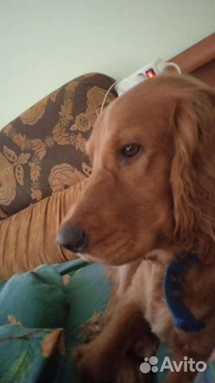 Кокер спаниель