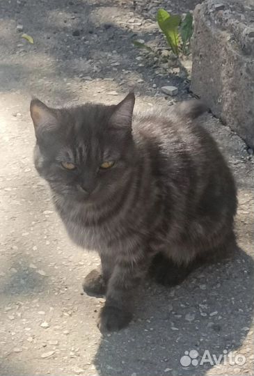 Найдена кошка