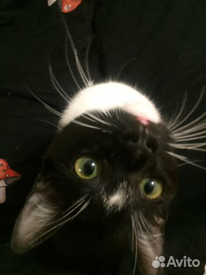 Молодая кошечка