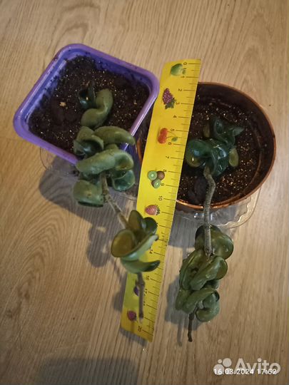 Хойя Компакта