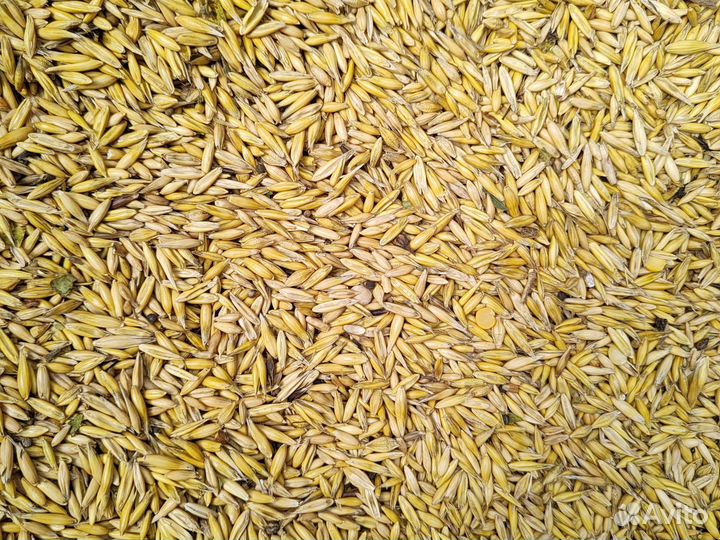 Корма для животных Плющенное зерно