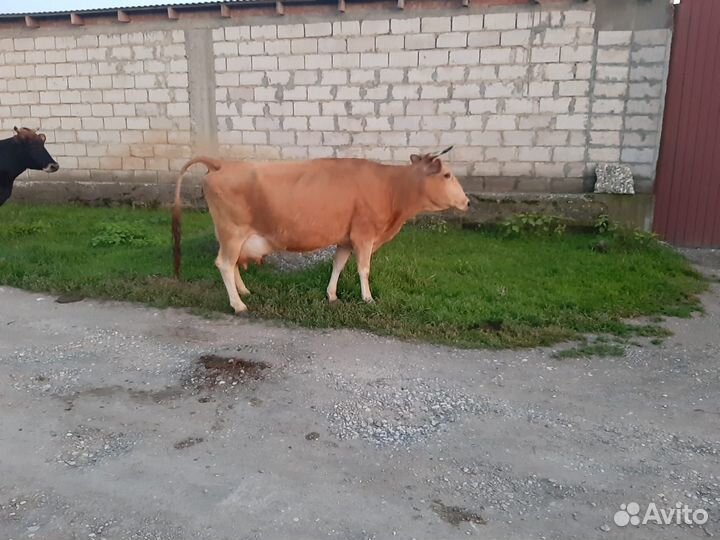 Продается дойная корова