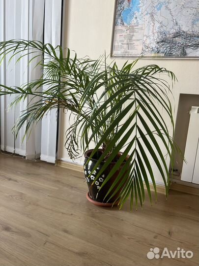 Цветок в горшке