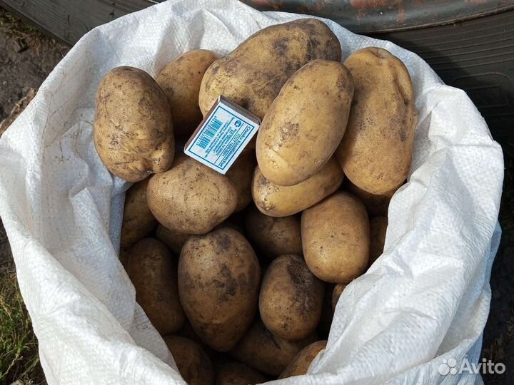 Продам картофель