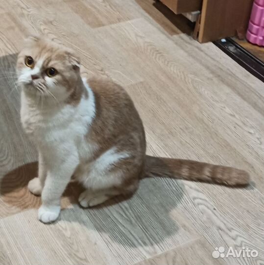 Шотландская вислоухая кошка