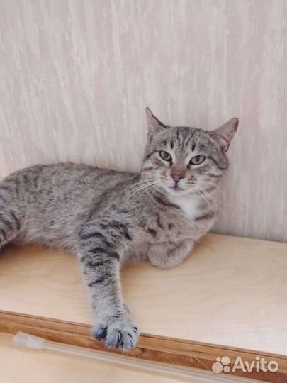 Котик мальчик в добрые руки