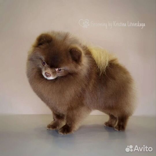 Померанский шпиц Вязка