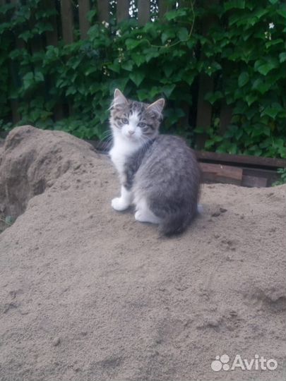 Котенок