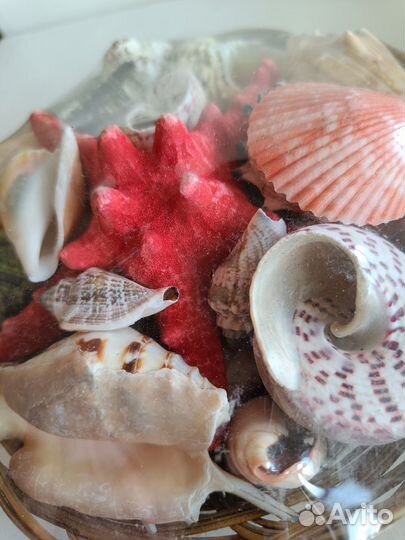 Набор морских ракушек в корзине
