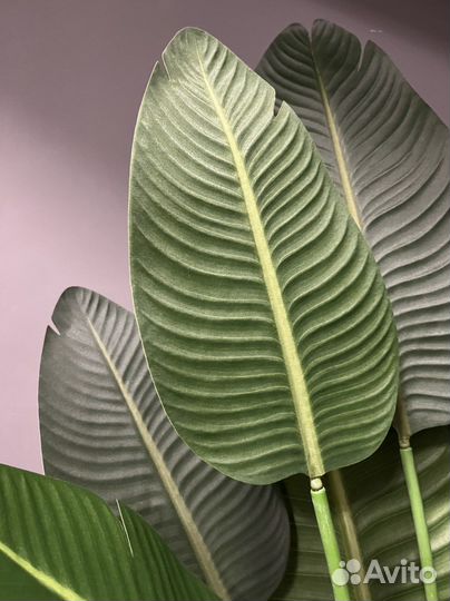 Стрелиция искусственная