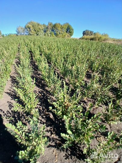 Кизильник блестящий 3-х летний