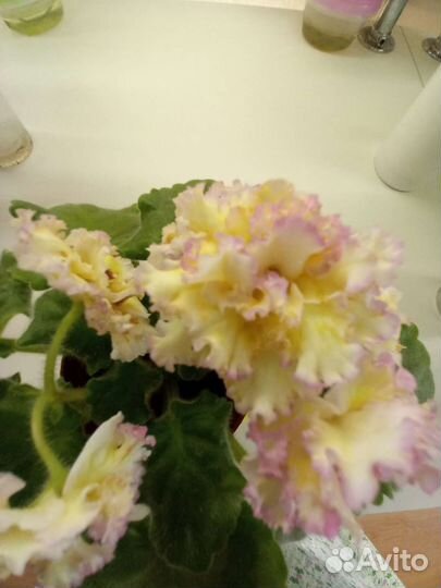 Продажа деток сортовых фиалок