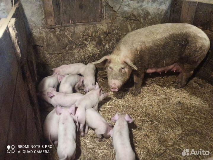 Поросята ландрас